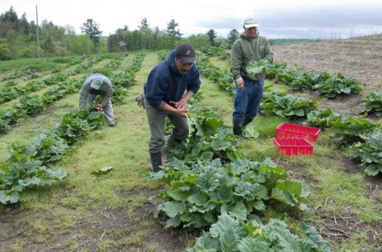 The use of migrant labour is nothing new and certainly nothing new in Canada. Yet the issue of migrant labour is rarely talked about. Many Canadians would be surprised to hear that thosands of agricultural migrant workers come to Canada every year.