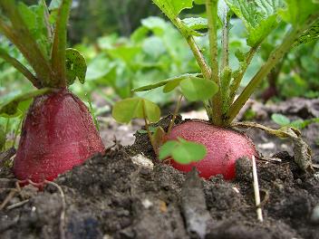 Beets can be grown in small backyard plots.